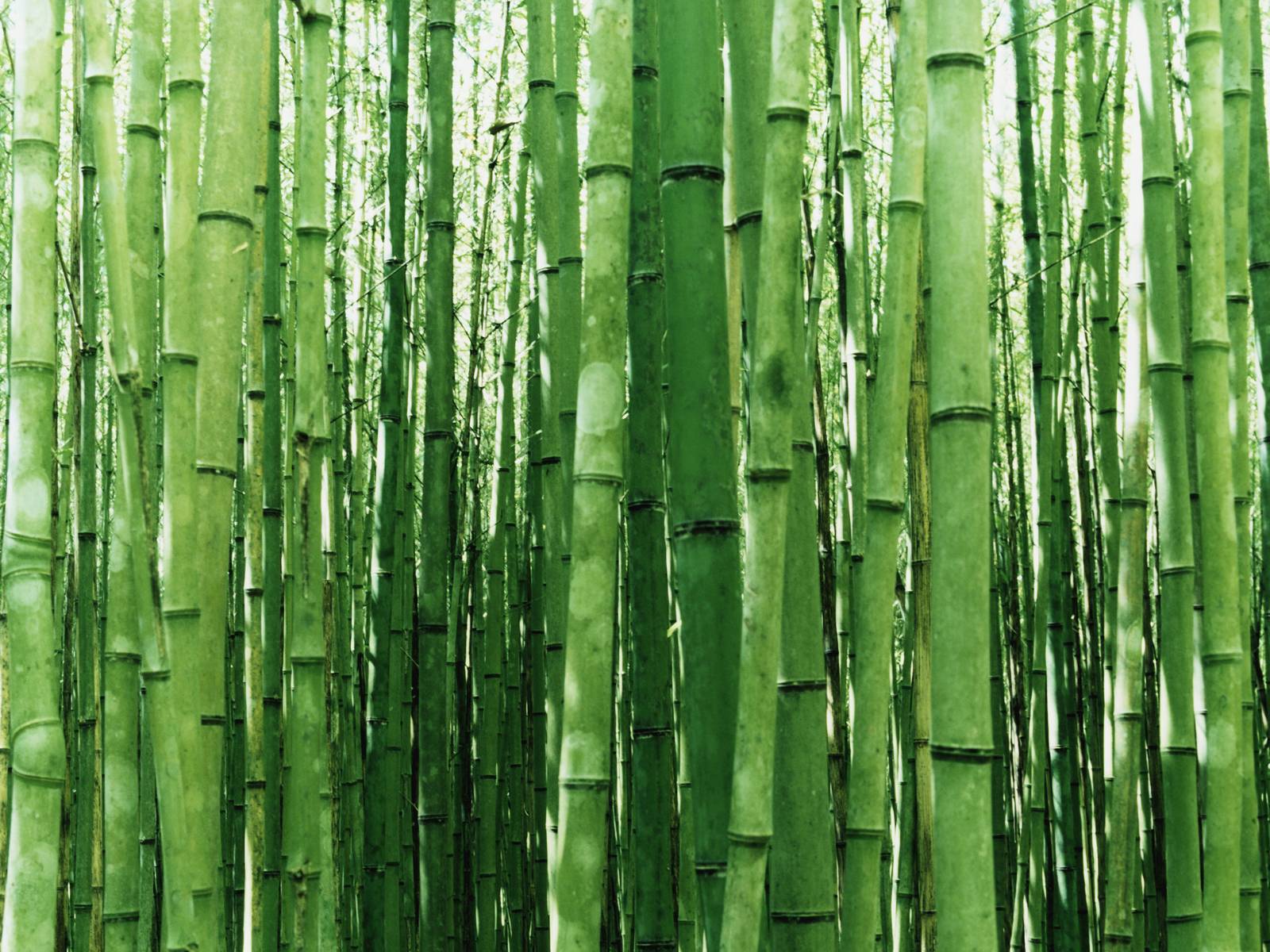 Bamboo Desktop