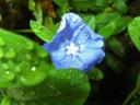 Vista Wallpaper Blue Flower