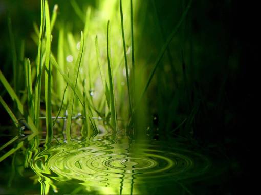 Bojimo svet u ... zeleno Vista-wallpaper-grass-ripples