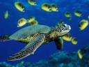 Vista Wallpaper Green Sea Turtle