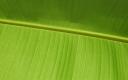 Vista Wallpaper Leaf