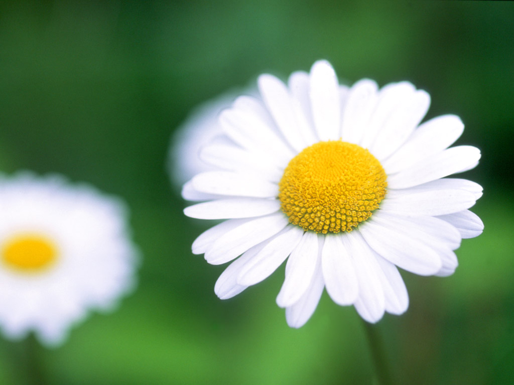 Daisies+pictures