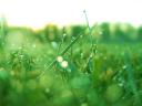 Vista Wallpaper Wet Grass