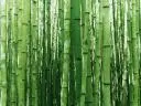 Vista Wallpaper Bamboo