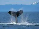 Vista Wallpaper Humpback Whale